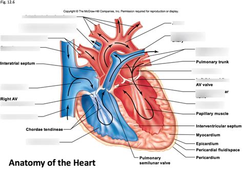 Anatomy Of The Heart Diagram Quizlet Hot Sex Picture