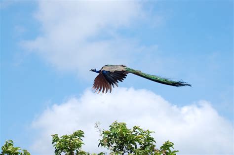 Free photo: Flying Peacock - Bird, Clouds, Feathers - Free Download ...