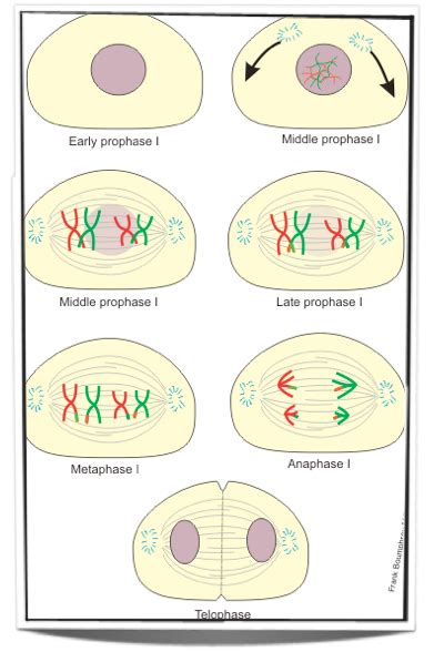 Fajarv Prophase 1 And 2 Difference