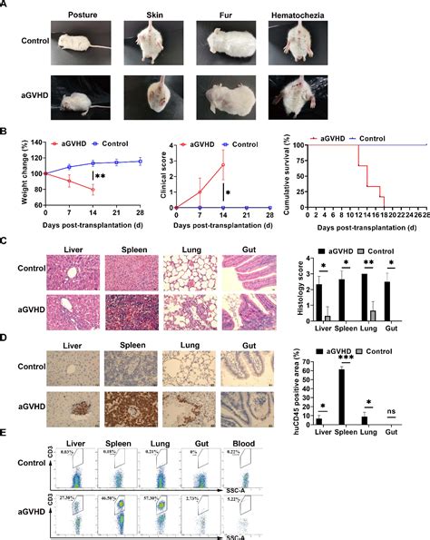 Figure 1 From Human Amniotic Mesenchymal Stem Cells Inhibit Agvhd By