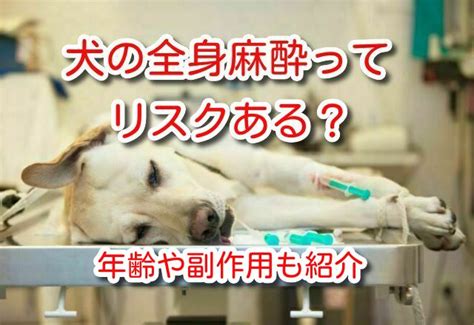 犬の全身麻酔ってリスクある？年齢や副作用も紹介 ワンコとhappy Life！