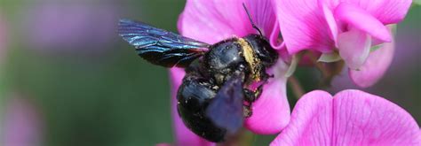 Carpenter Bees | Animals Happen Wildlife Control