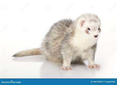 Cute Silver Ferret on White Background in Studio Stock Image - Image of ...