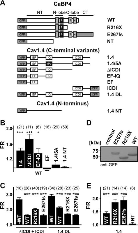 Fret Between Wild Type Cabp4 And Cabp4 Mutants And C Terminal Variants