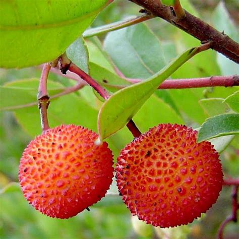 Arbutus Unedo Compacta Vente Arbousier Compact