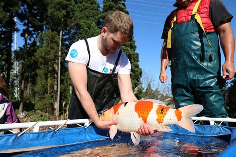 Japanese Koi Breeder To Attend Trade Buyers Event Post