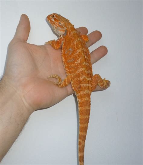 SE England Bearded Dragon Very Colourful 3 Months Old Reptile Forums