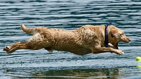 Dog jumping on water, animals, dog HD wallpaper | Wallpaper Flare