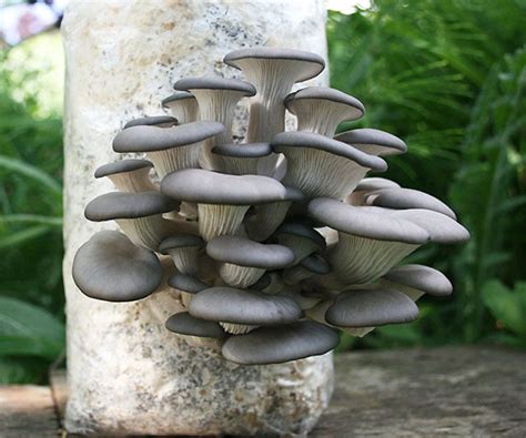 Oyster Mushroom Growing Kit