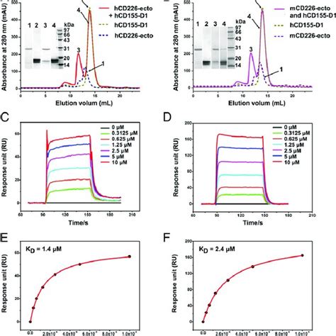 Binding Profiles Of CD226 And CD155 A The Gel Filtration Profiles Of