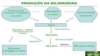 Fases Do Metabolismo Da Bilirrubina 2 PPT