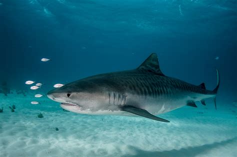 Tiburón tigre, un superdepredador de los océanos