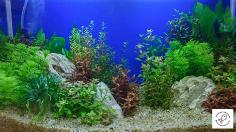 24 Live Aquarium Plants (Best Ones)