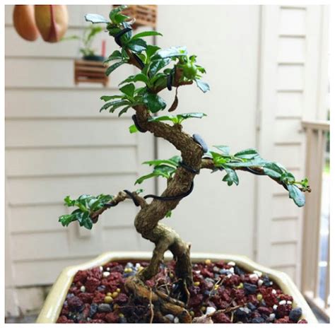 Cara Menanam Bakalan Bonsai Serut Suka Bonsai