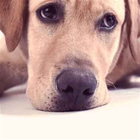 Causes and Symptoms of Meningitis in Dogs | PetCareRx