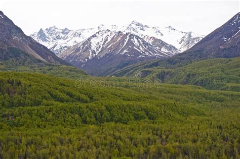 Forest and snowy mountains stock photo. Image of capped - 11840764