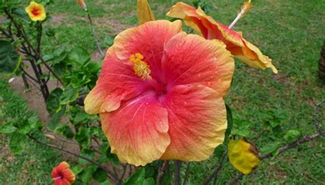 Hibiscus Plant Varieties | Garden Guides