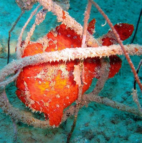 Underwater coral stock image. Image of wires, underwater - 4640221