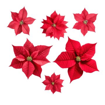 Bright Set Of Christmas Red Poinsettia Flowers Isolated Poinsettia