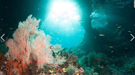 The Incredible Coral Reefs Of Indonesias Raja Ampat Aquanerd