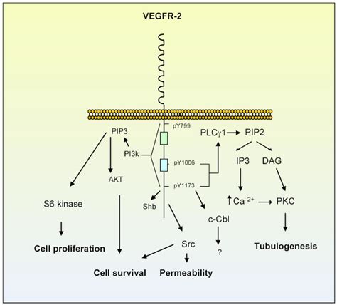vegfr   vegfr    identical twins   unique physiognomy