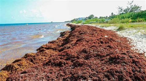 Noticiero Panorama Queretano Sargazo Avanza Hacia El Caribe Y Florida