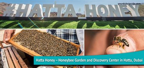 Hatta Honey Honeybee Garden And Discovery Center In Hatta Dubai