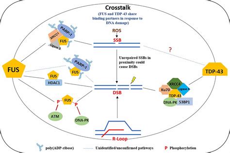 Frontiers Dna Damage And Repair Deficiency In Alsftd Associated