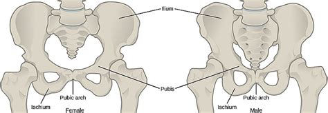 Human Skeleton Male And Female