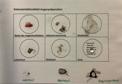 Pr Paration Eines Schweineauges Wentzinger Realschule