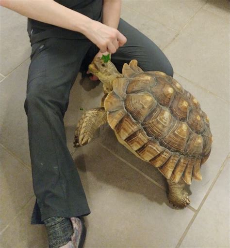 Sulcata Tortoise as a Pet: Care, Temperament and Diet - We're All About ...