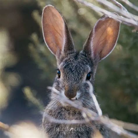 Desert Cottontail - Facts, Diet, Habitat & Pictures on Animalia.bio