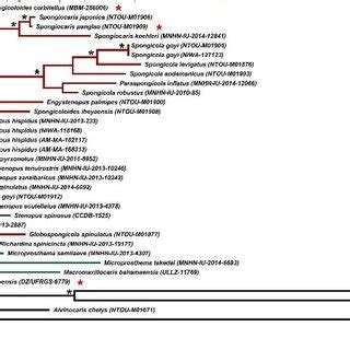 Maximum Likelihood Tree Inferred From The S Rrna Gene Sequences The