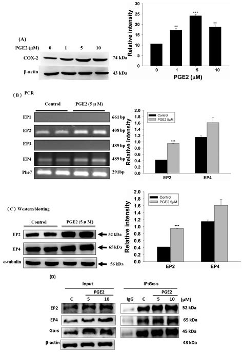 IJMS Free Full Text Prostaglandin E2 Induced COX 2 Expressions Via