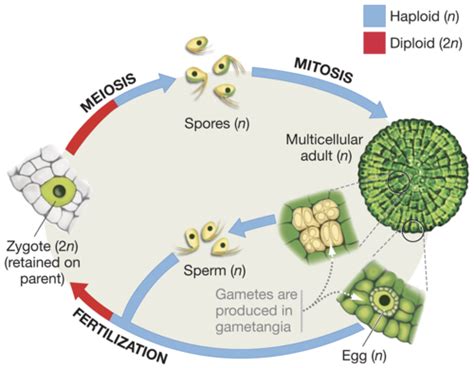 Biology Plants Flashcards Quizlet