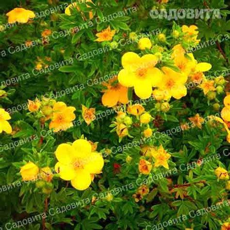 Лапчатка кустарниковая Кобольд. Садовита