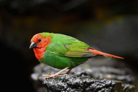 Red Faced Parrotfinch Aviculture Hub