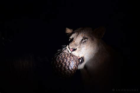 In Photos Lions Struggle To Break Through Pangolin S Rock Hard Scales