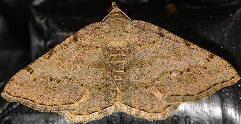 Faint Spotted Angle Digrammia Ocellinata Bugguide Net