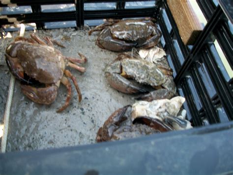 Stone Crab Kids - SC's Youngest Research Team: Stone Crab Helpful Hints