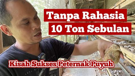 Omset 10 Ton Sebulan Begini Tips Sukses Bisnis Ternak Burung Puyuh