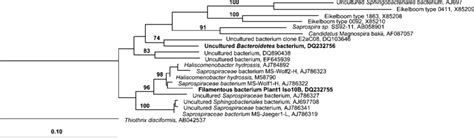 16s Rrna Gene Tree Showing The Phylogenetic Affiliation Of Iso10b And