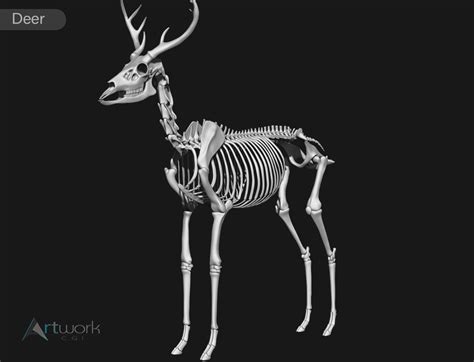 White Tailed Deer Skeleton 3d Model Cgtrader