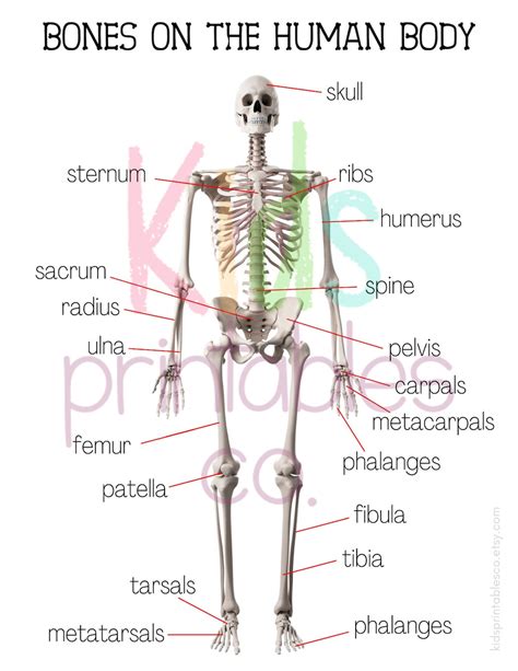 Human Bones Educational Poster - Etsy