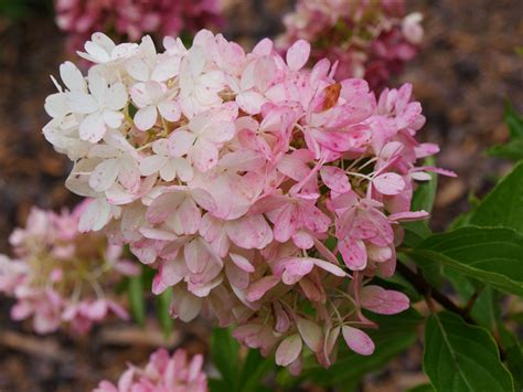 Zinfin Doll® Panicle Hydrangea Hydrangea Paniculata Proven Winners