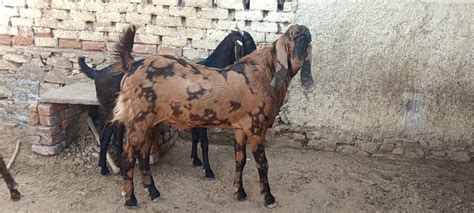 Various Age Groups Men Sirohi Male Goat At Rs 250kg In Pushkar Id