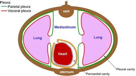 Thoracic Cavity Diagram Quizlet