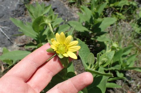 Sticky Rosinweed Silphium Glutinosum · Inaturalist