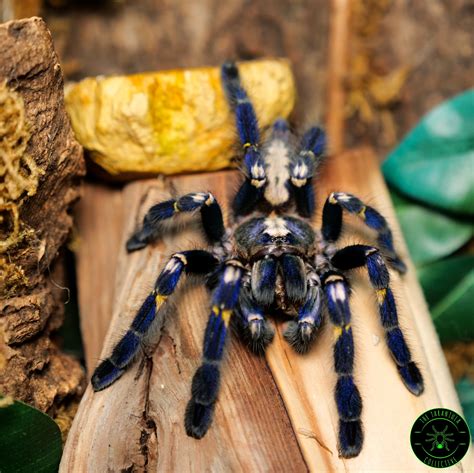 Gooty Sapphire Ornamental Tarantula (Poecilotheria metallica) Care ...