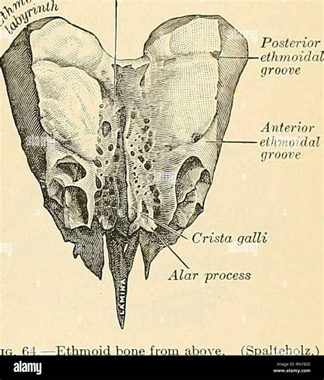 Anatomy Descriptive And Applied Anatomy Lateral 7ii Ass Superior Turhina Ted Process